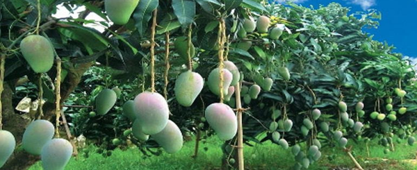 mangga1